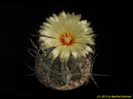 Astrophytum capricorne 1454